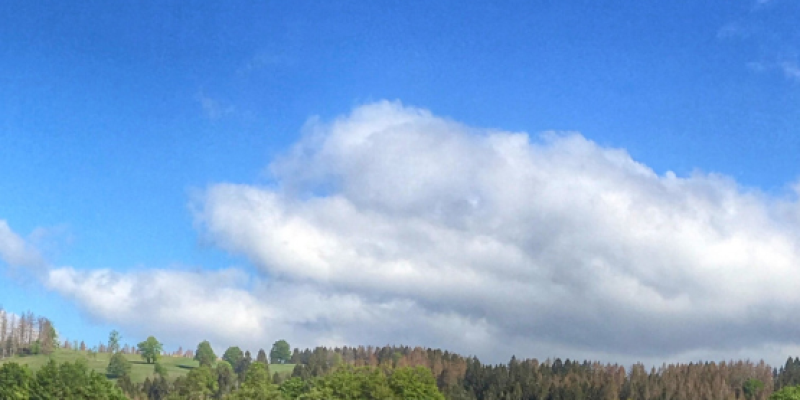 Natur außerhalb der Wohnung. Bäume, grüne Wiese und ein hellblauer Himmel mit großen Wolken